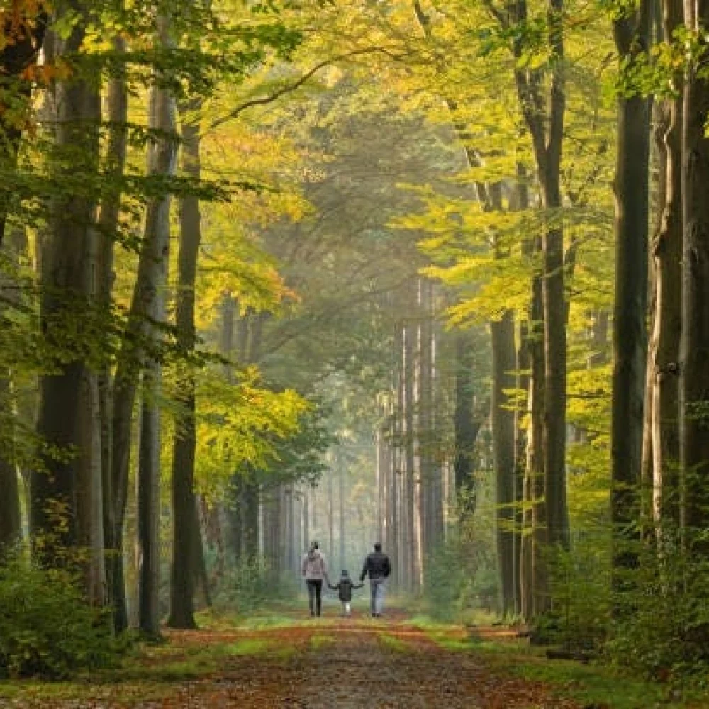 Wandeling "Een graaf en zijn boswachter in de Bergeyckse bossen"