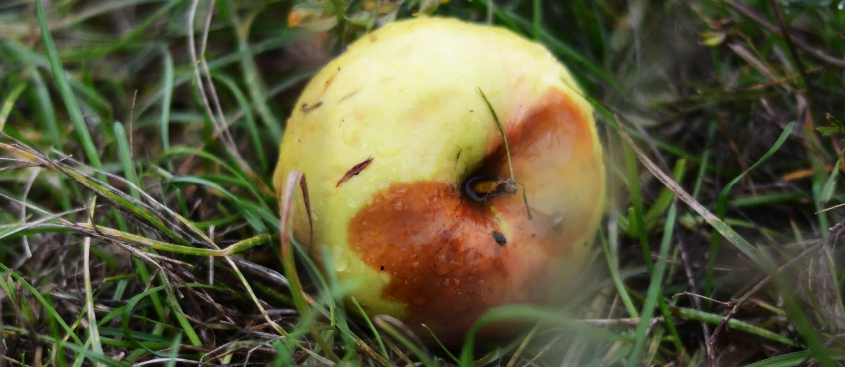 Waarom mag je geen fruitafval op de grond gooien?