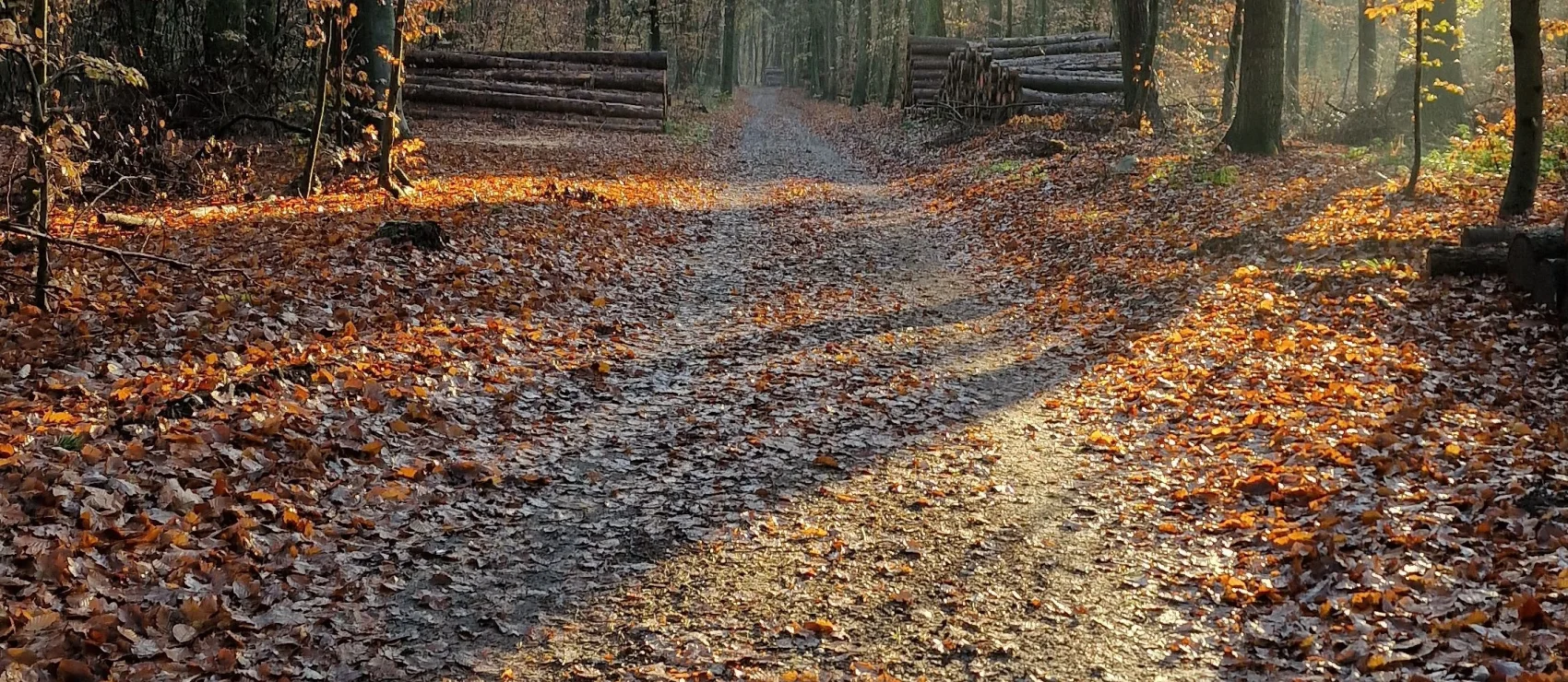 Waarom staan er geen vuilnisbakken in een bos?