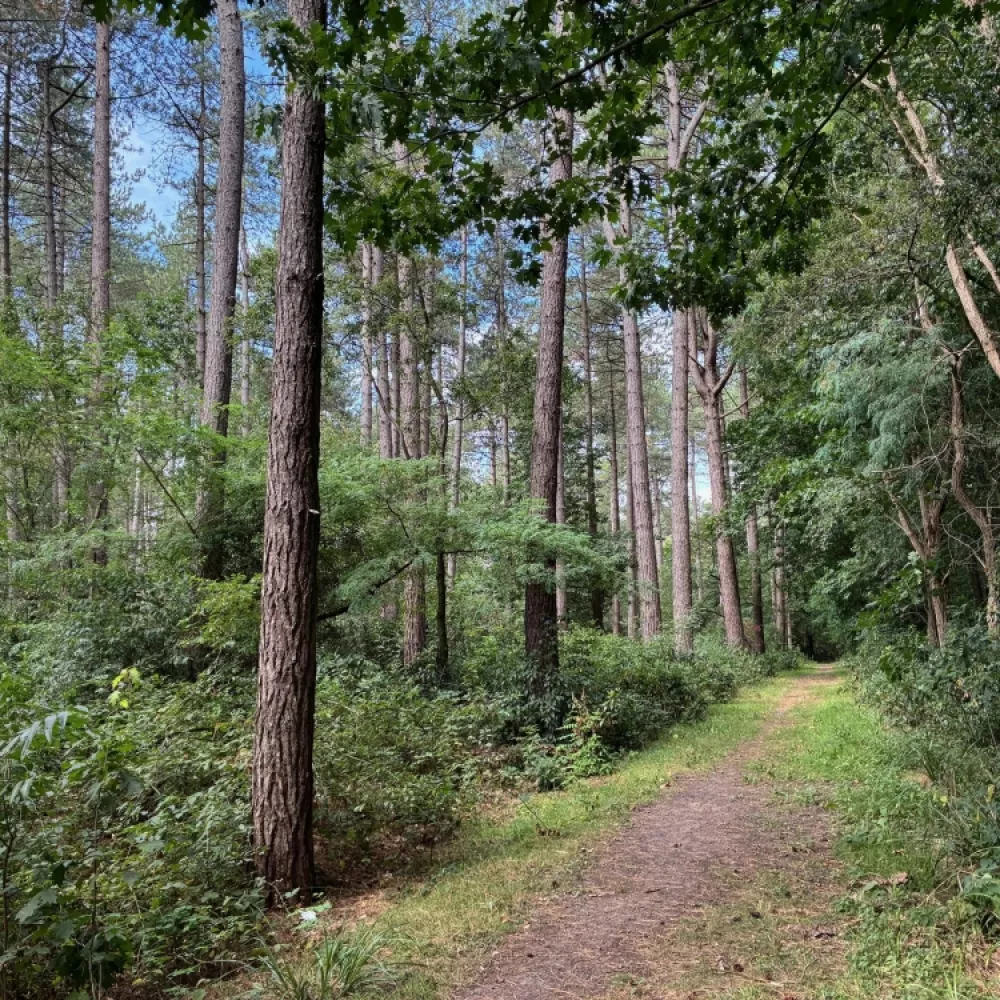 Fietsen naar en stappen door de Bergeyckse Bossen