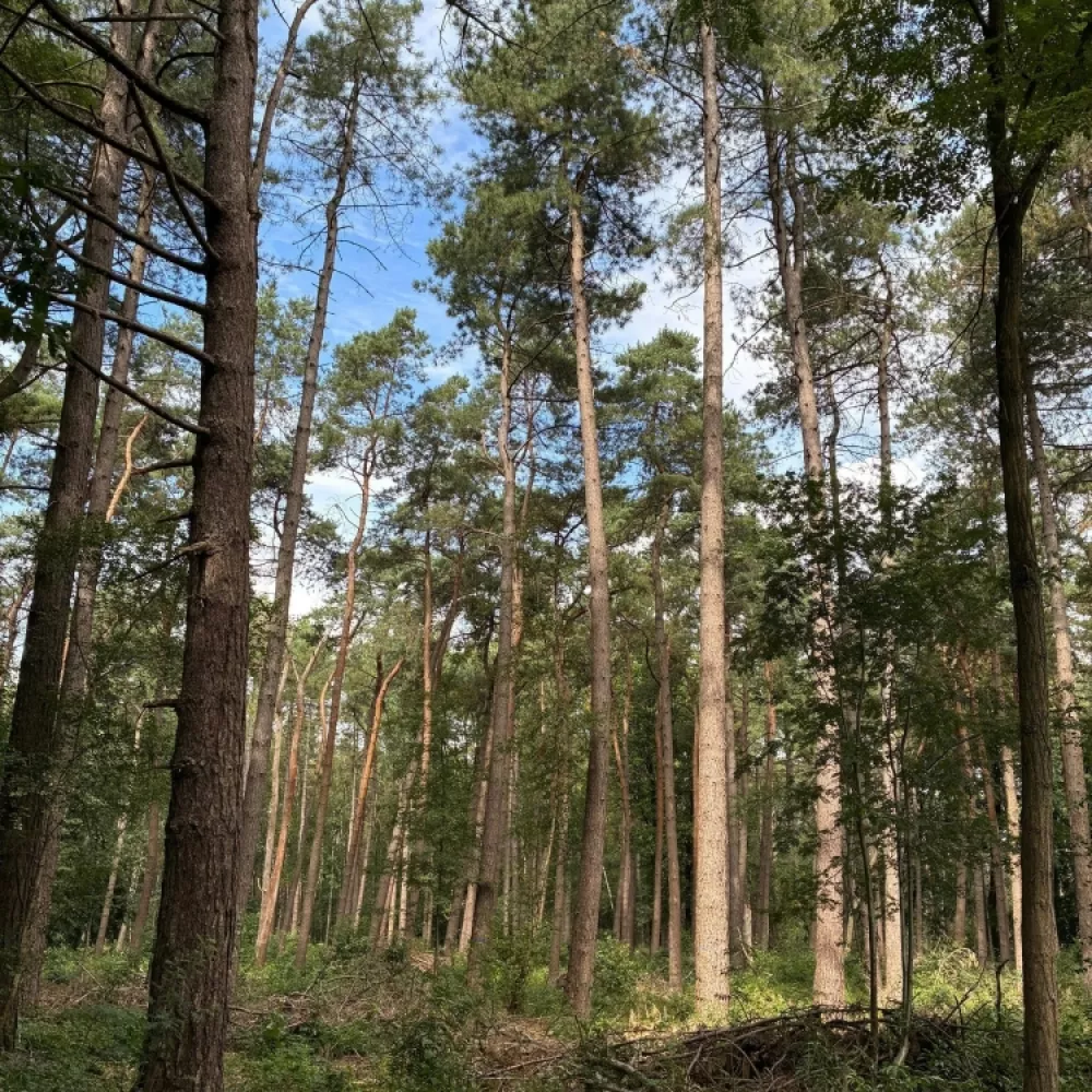 Wandeling in de Bergeycklse Bossen