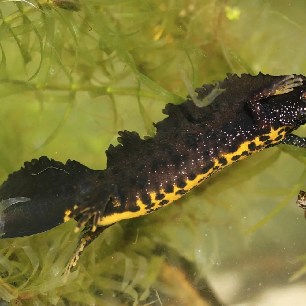Kom eens meedoen met Natuurpunt.......in Brecht !